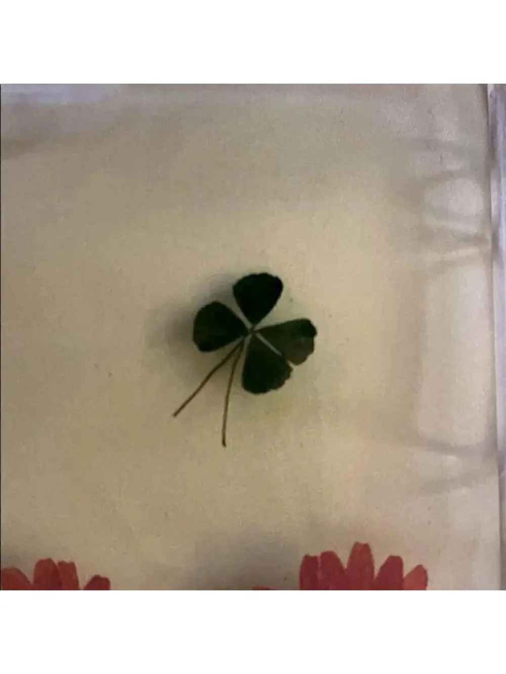 iPhone 6 Plus CLEAR SNAP Case w pressed flowers